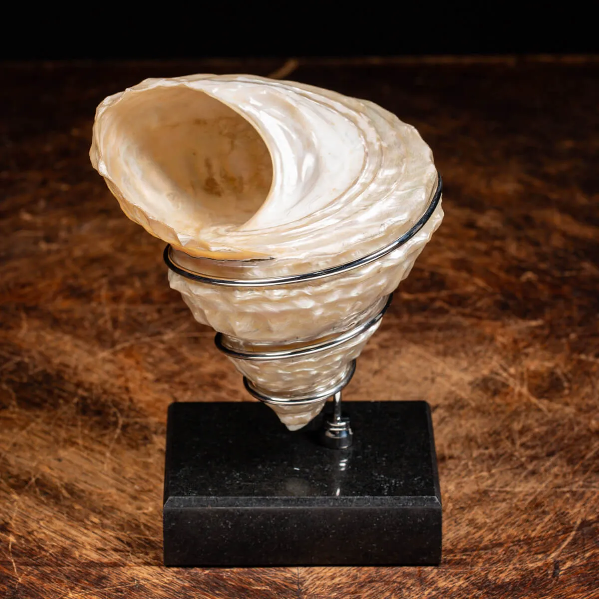 Megastraea Undosa