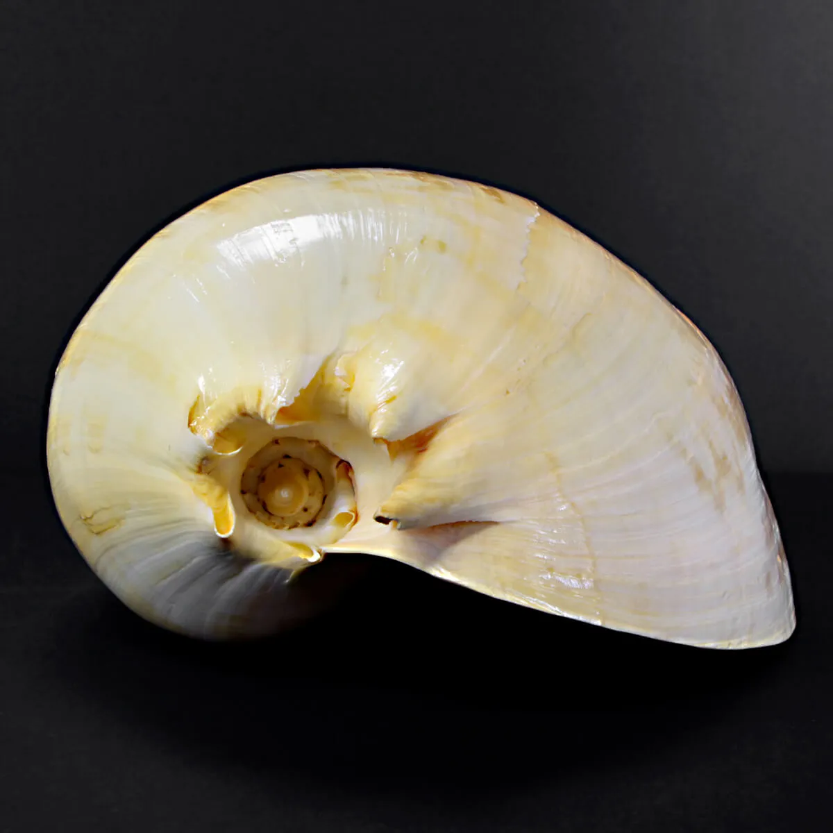 Melo Amphora