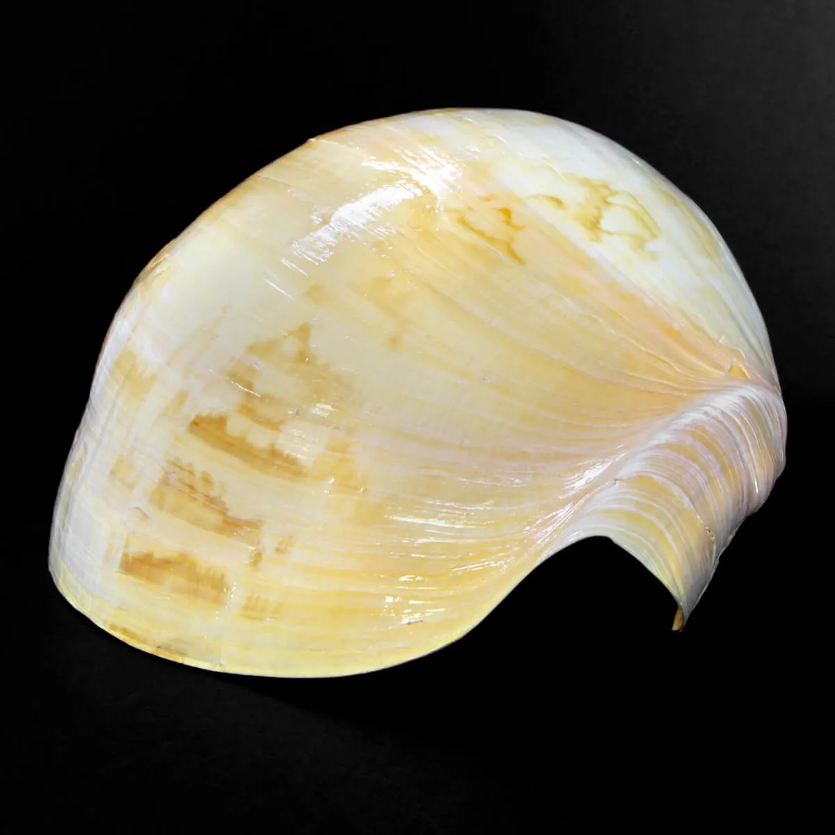 Melo Amphora