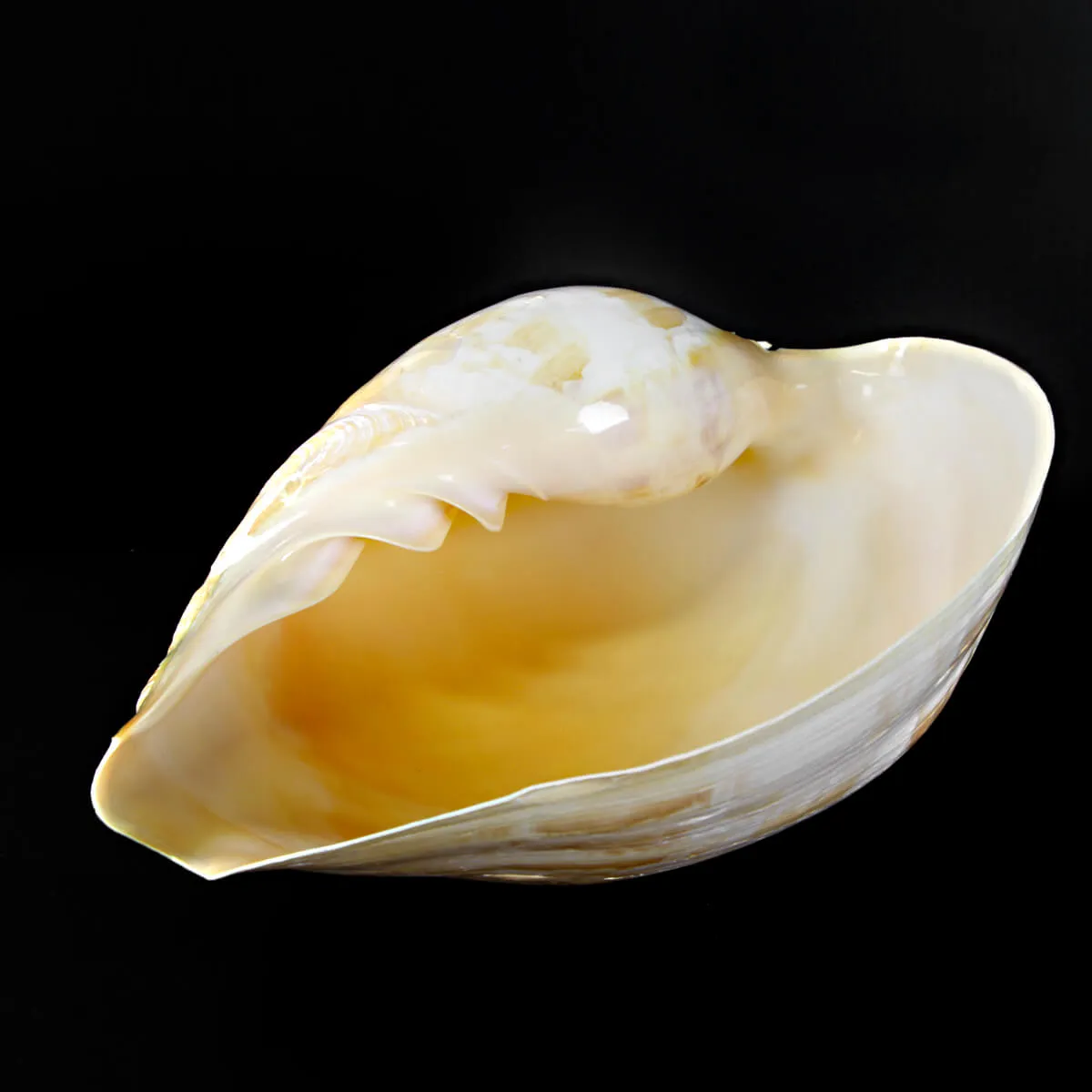 Melo Amphora
