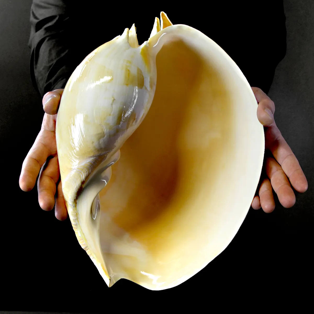 Melo Amphora