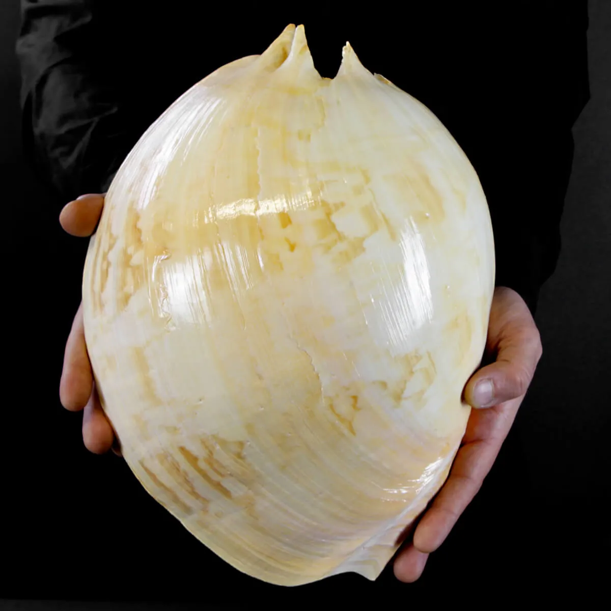Melo Amphora