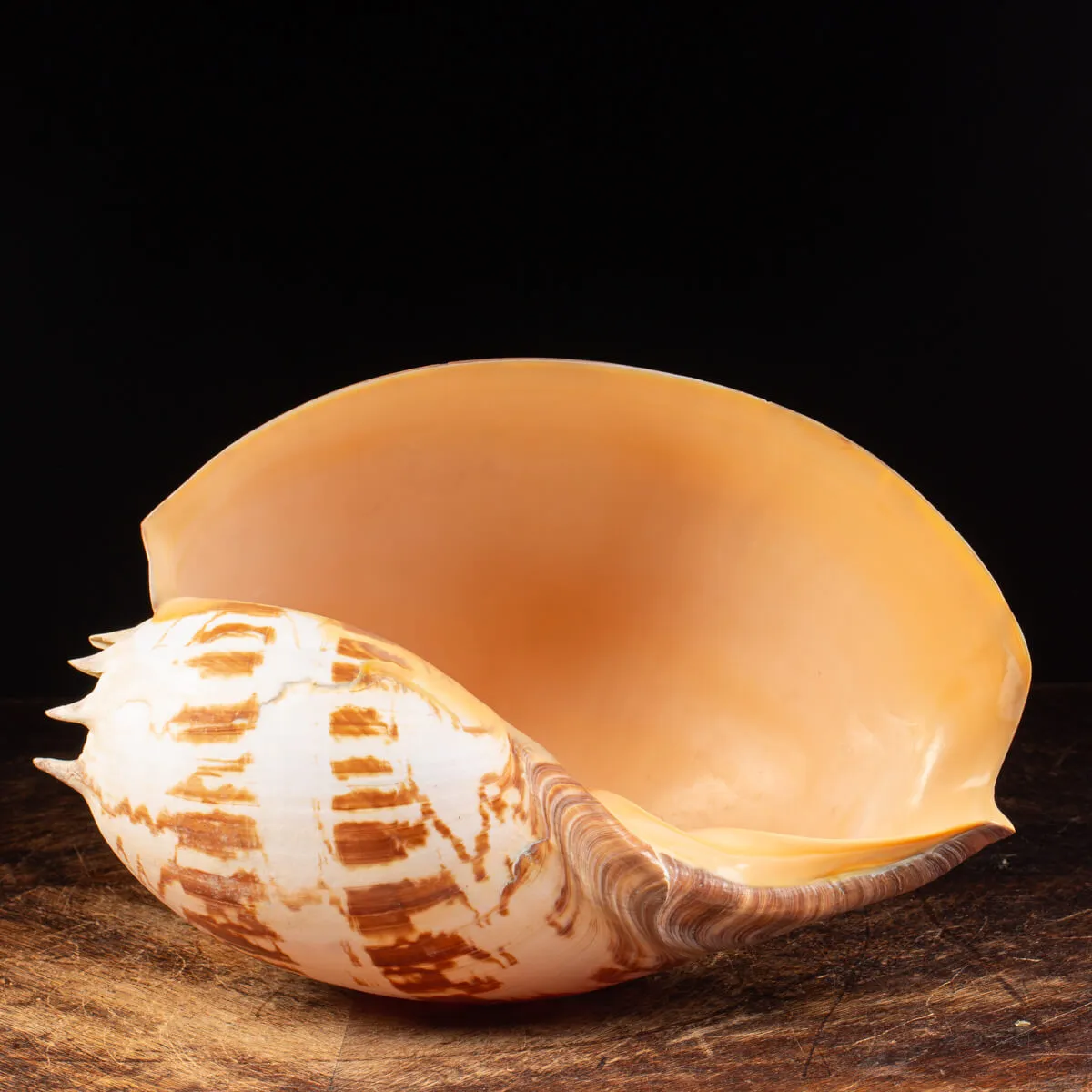 Melo Umbilicatus