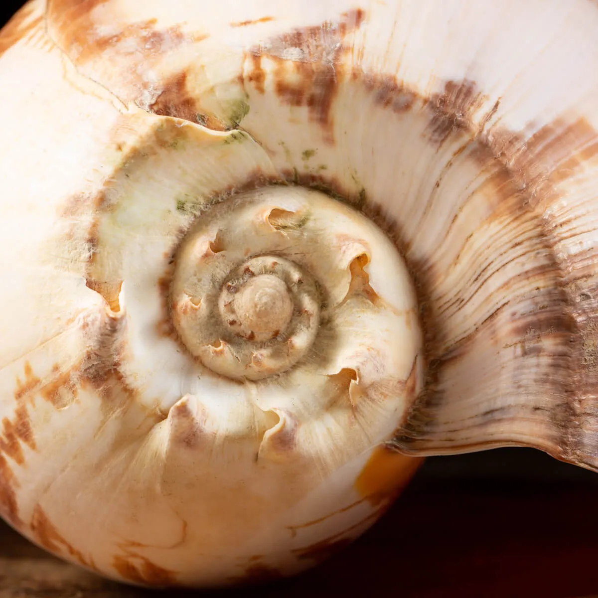 Melo Umbilicatus