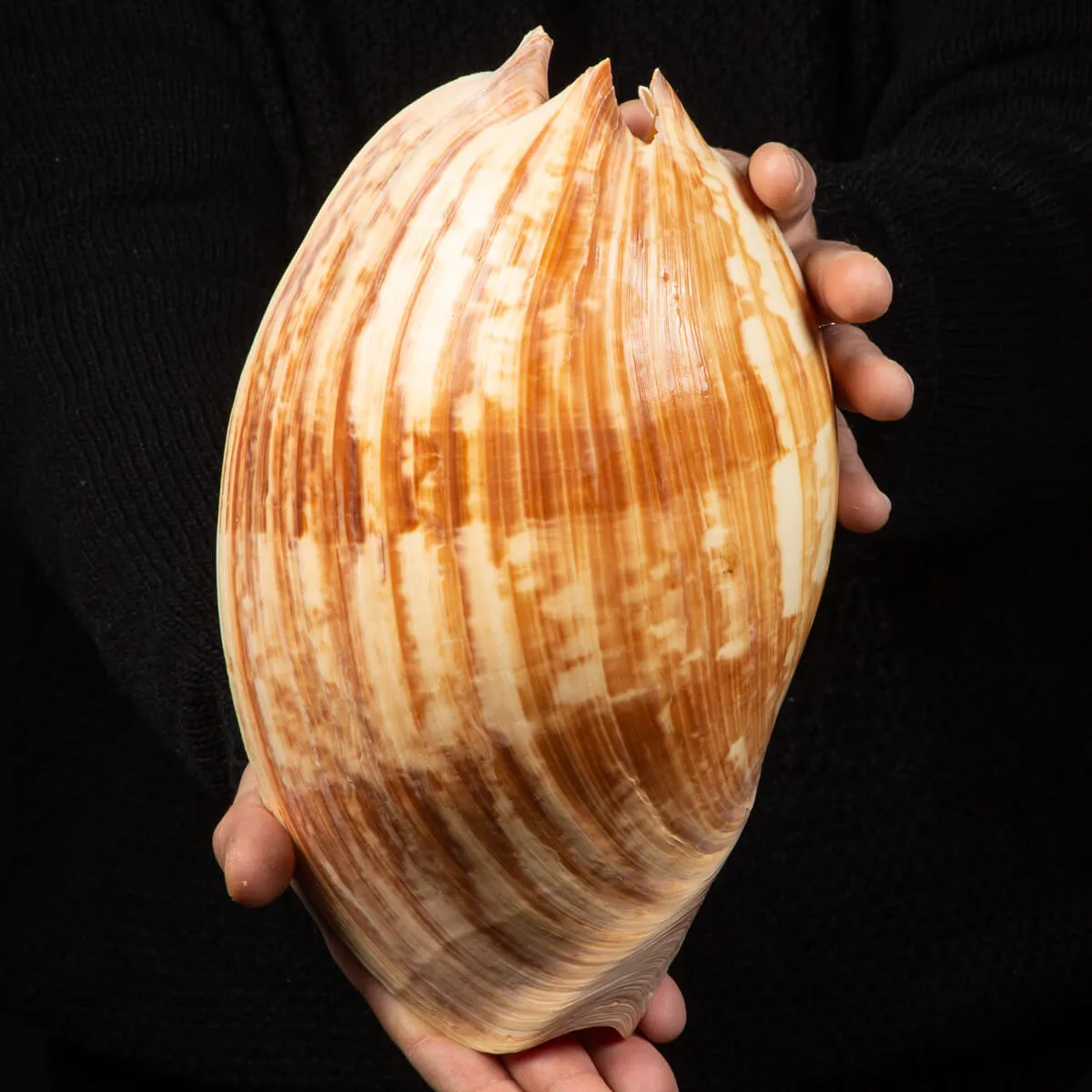Melo Amphora