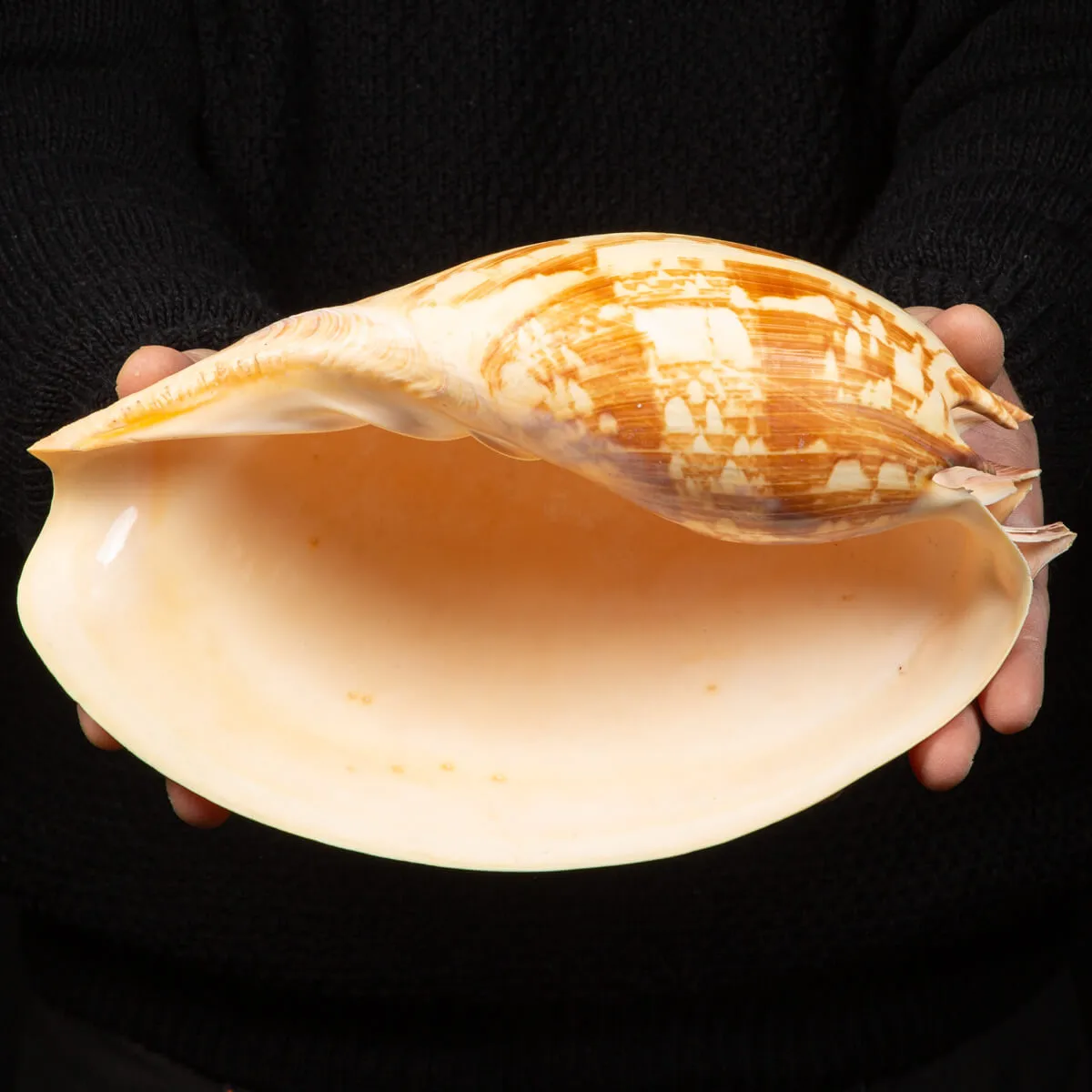Melo Amphora