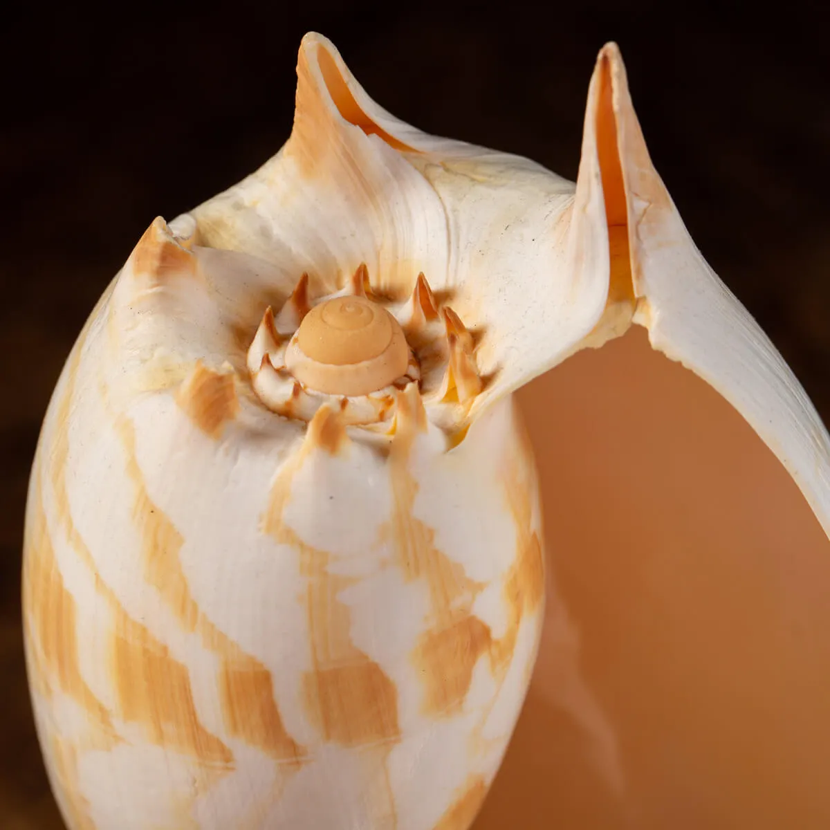 Melo Umbilicatus su base