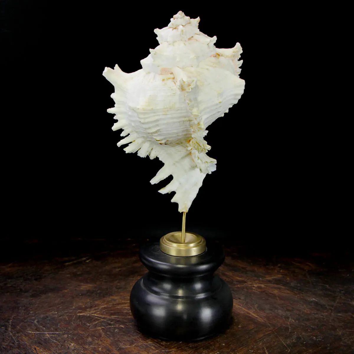 Chicoreus Ramosus