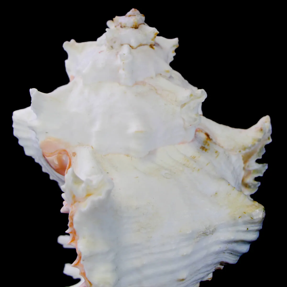 Chicoreus Ramosus