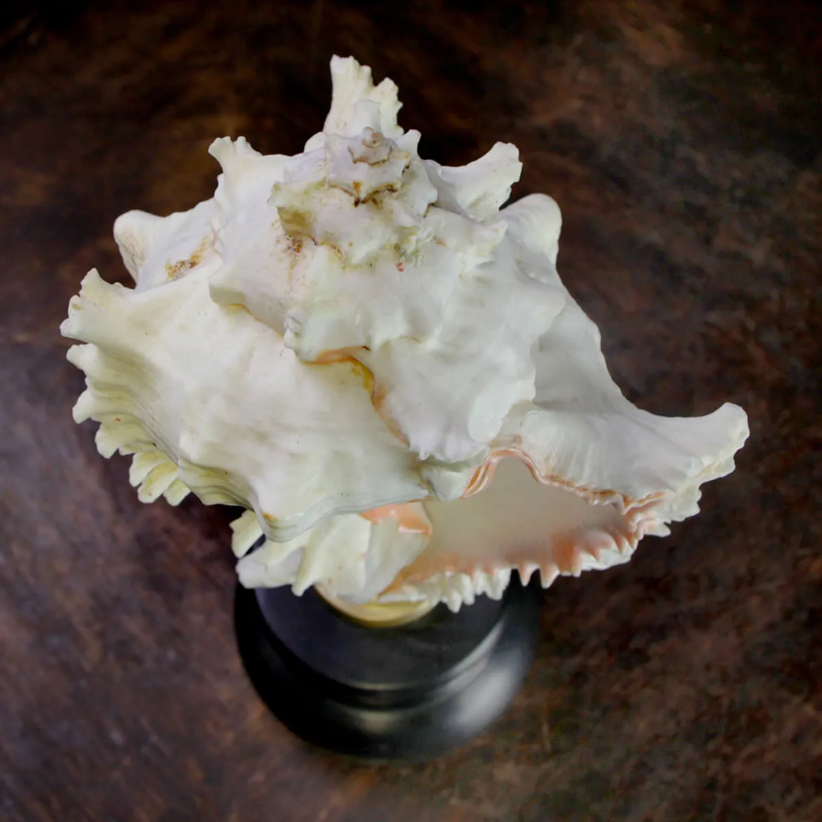 Chicoreus Ramosus