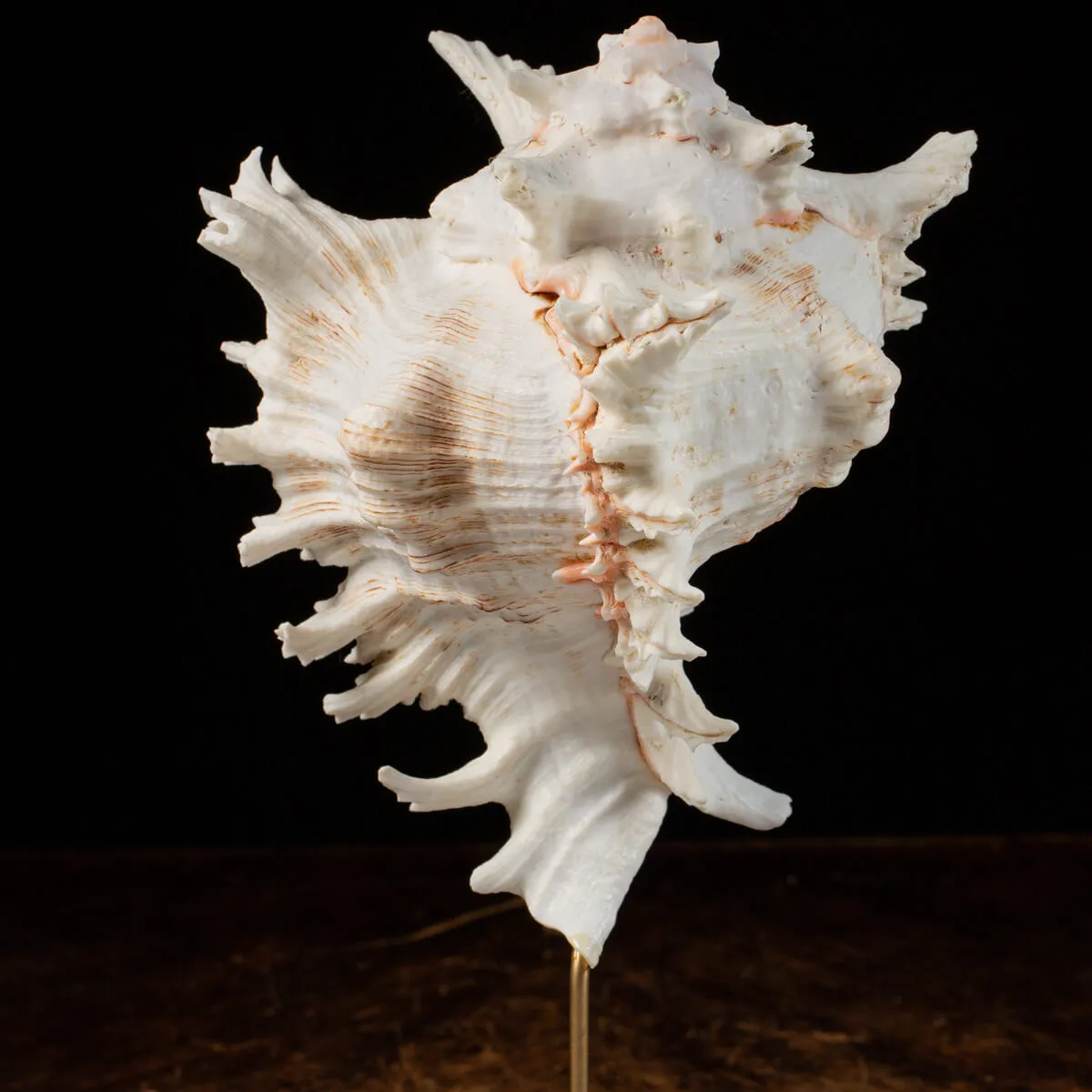 Chicoreus Ramosus