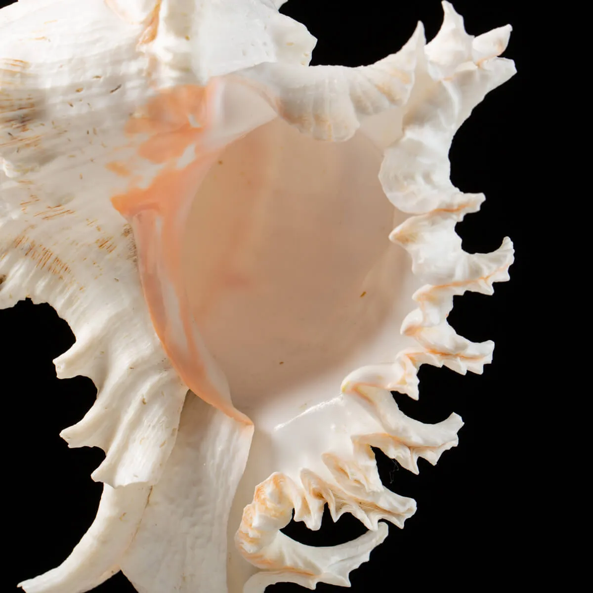 Chicoreus Ramosus