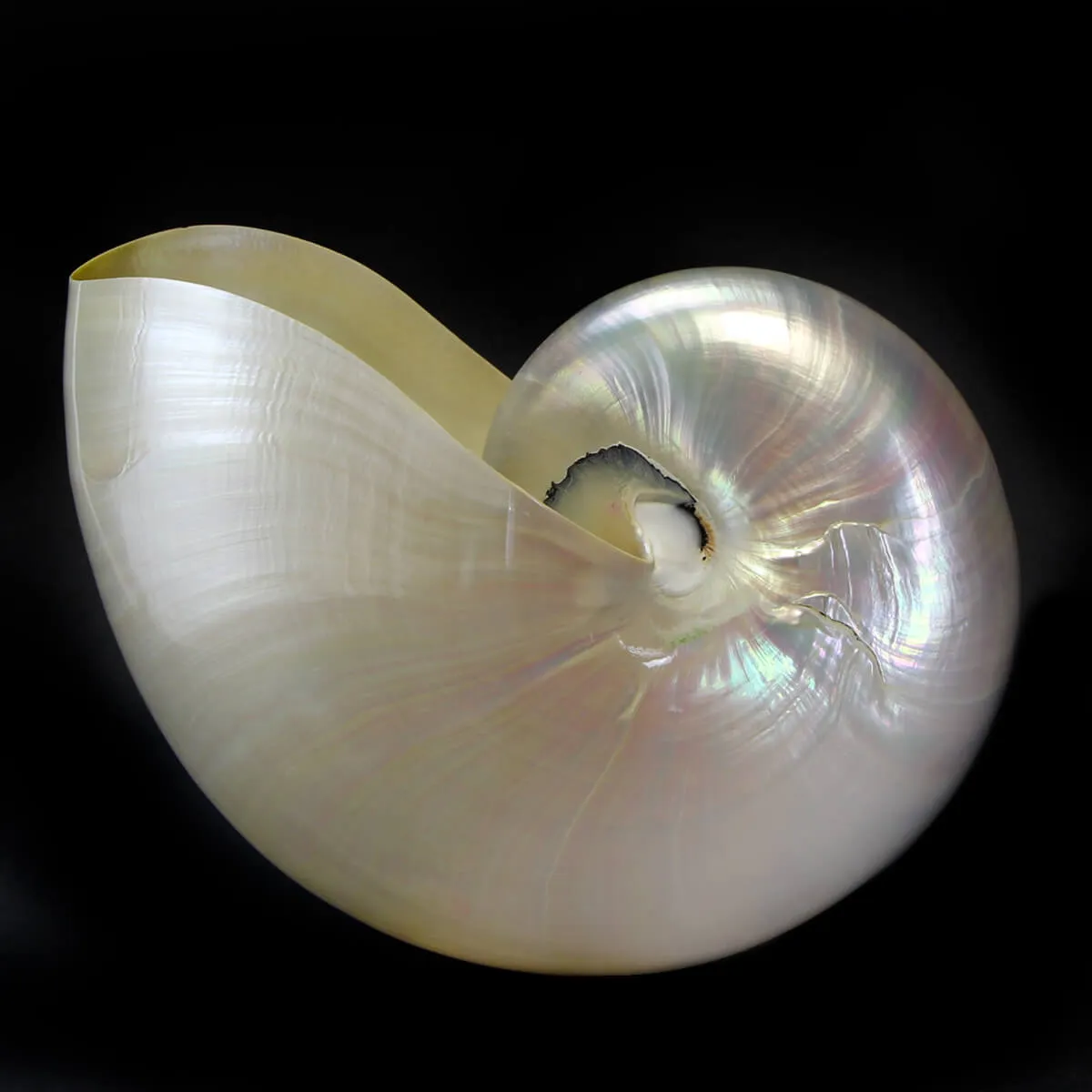 Nautilus Pompilius Madreperla