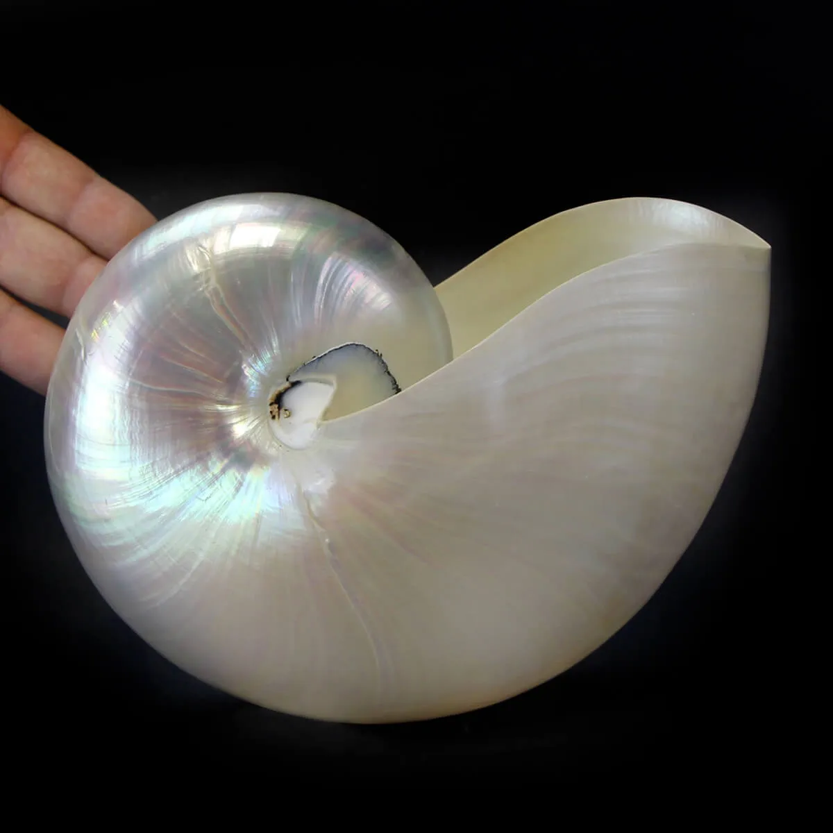 Nautilus Pompilius Madreperla