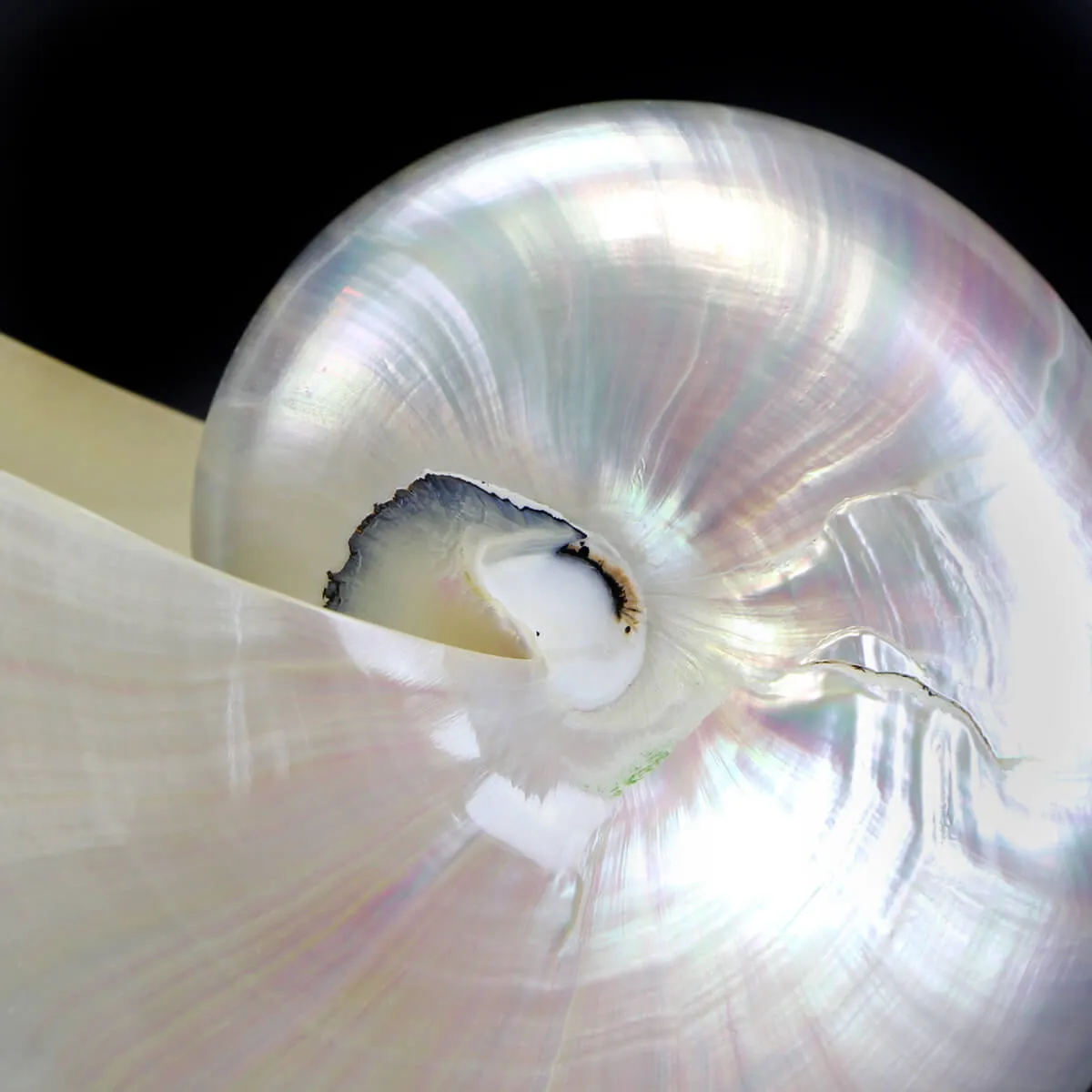 Nautilus Pompilius Madreperla