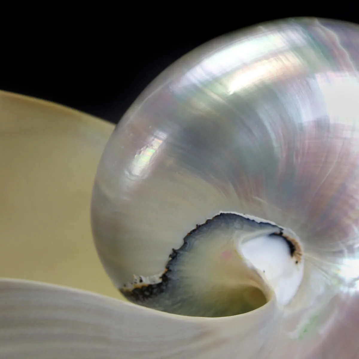 Nautilus Pompilius Madreperla
