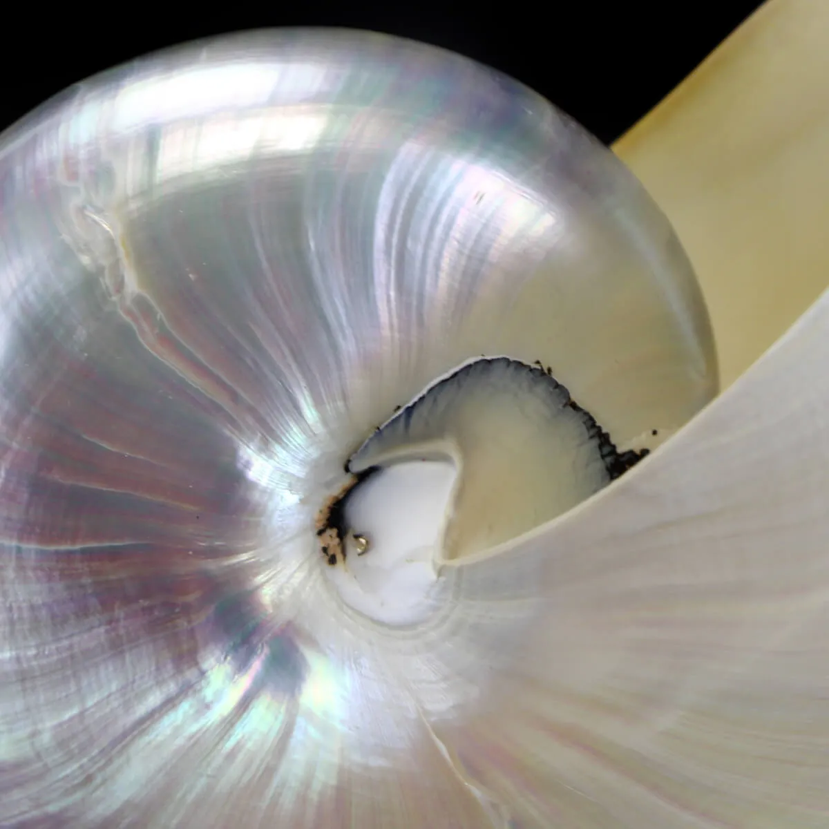 Nautilus Pompilius Madreperla