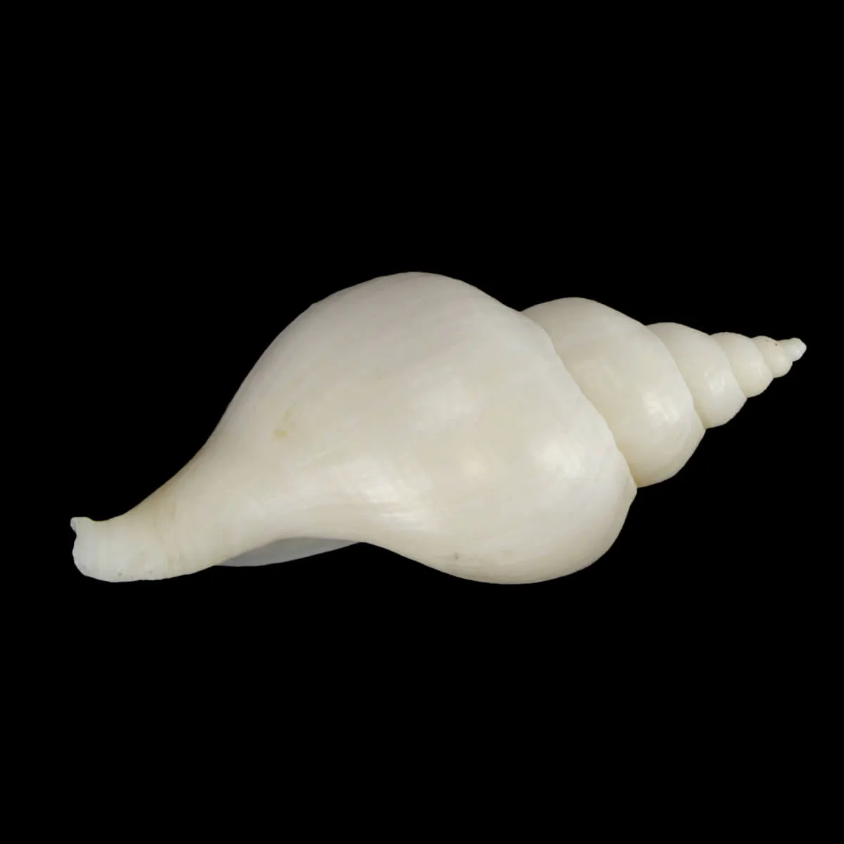 Neptunea Fukueae