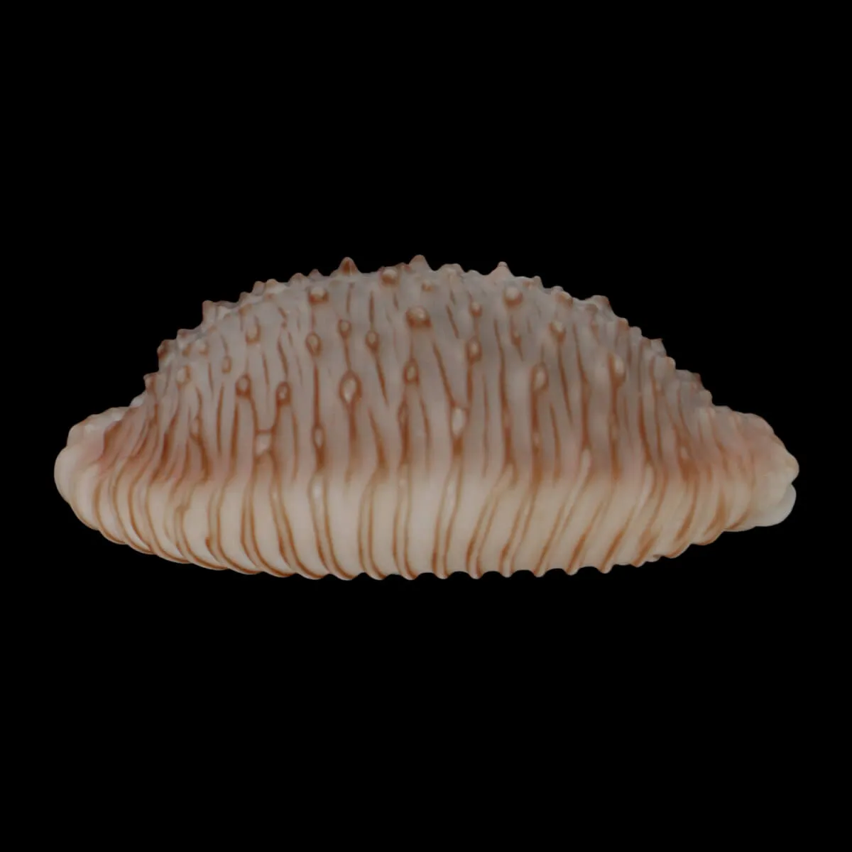 Nucleolaria Granulata 