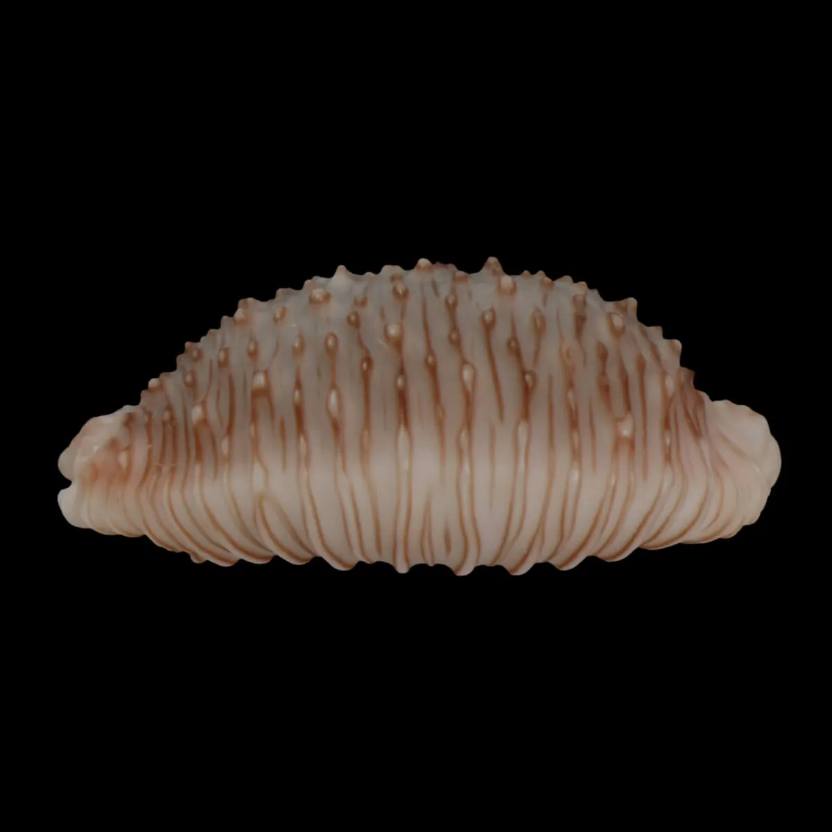 Nucleolaria Granulata 