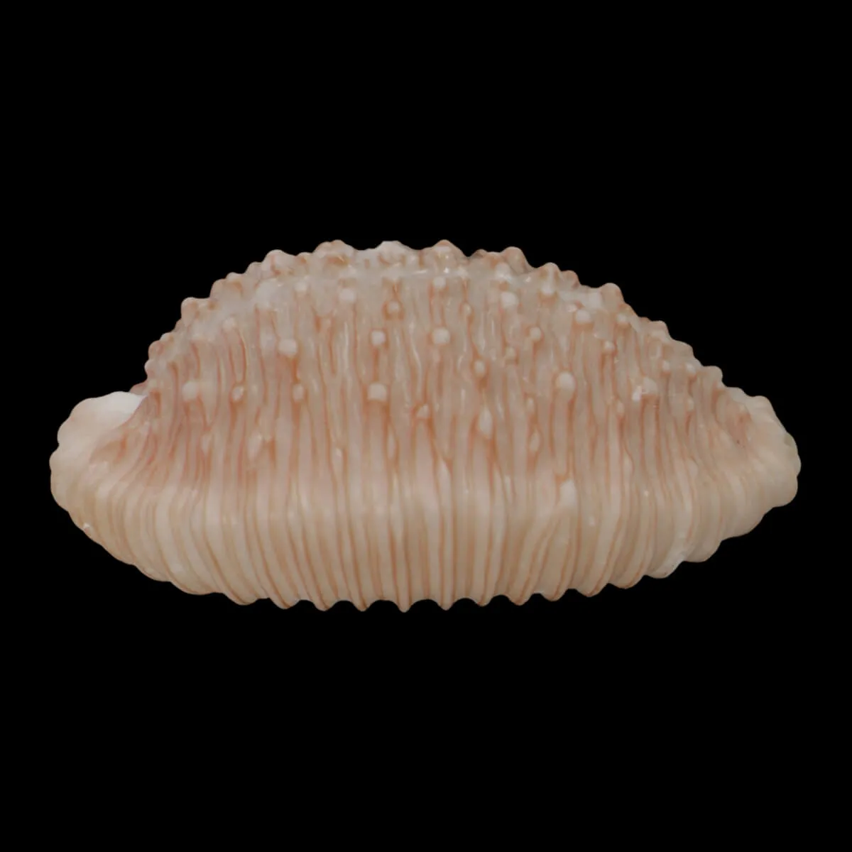 Nucleolaria Granulata 