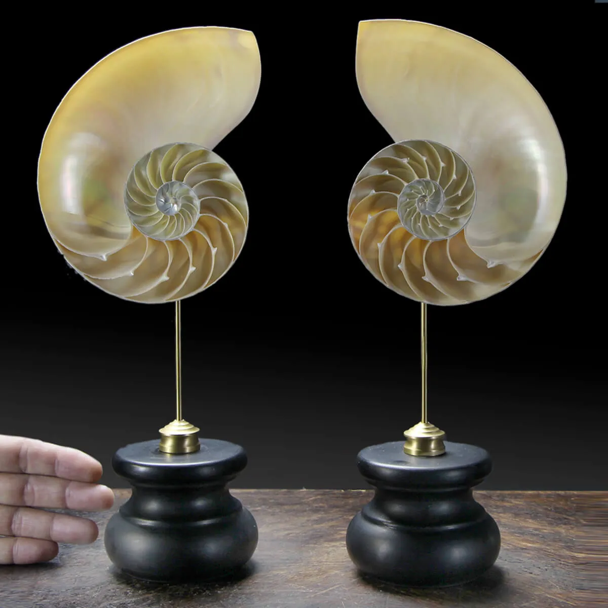 Nautilus Pompilius su Piedistallo