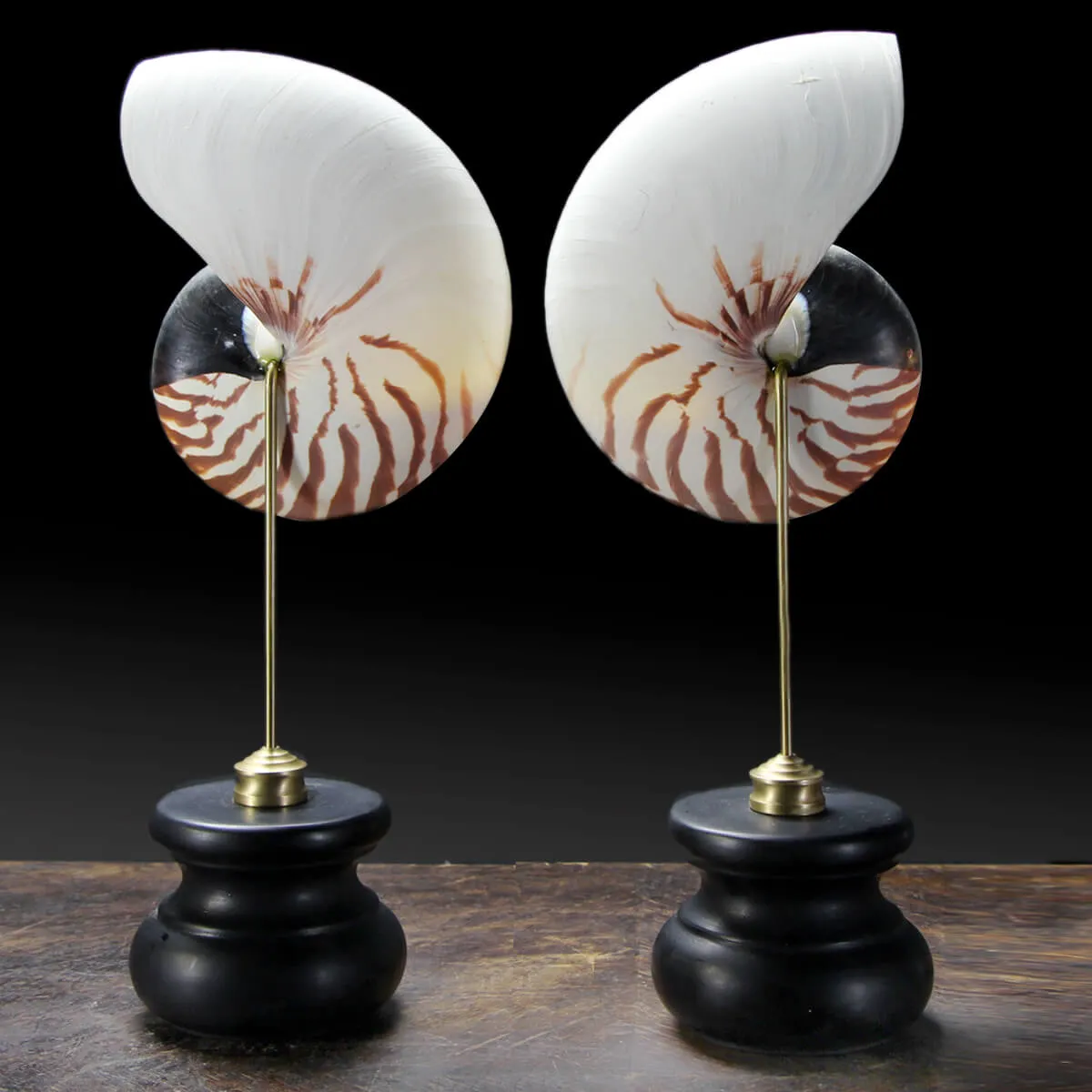 Nautilus Pompilius su Piedistallo