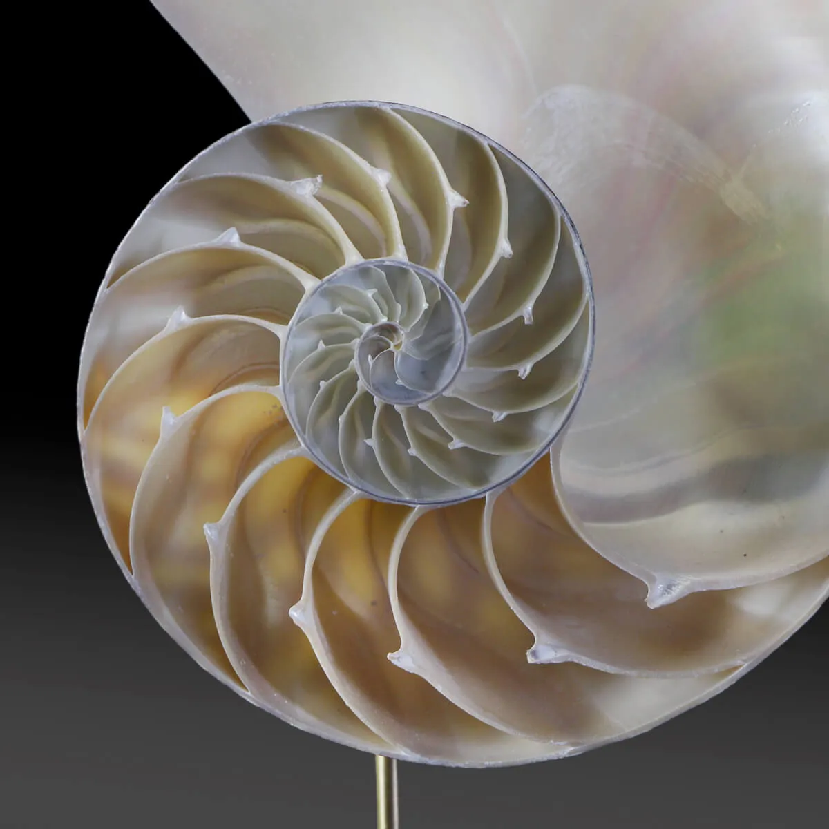 Nautilus Pompilius su Piedistallo