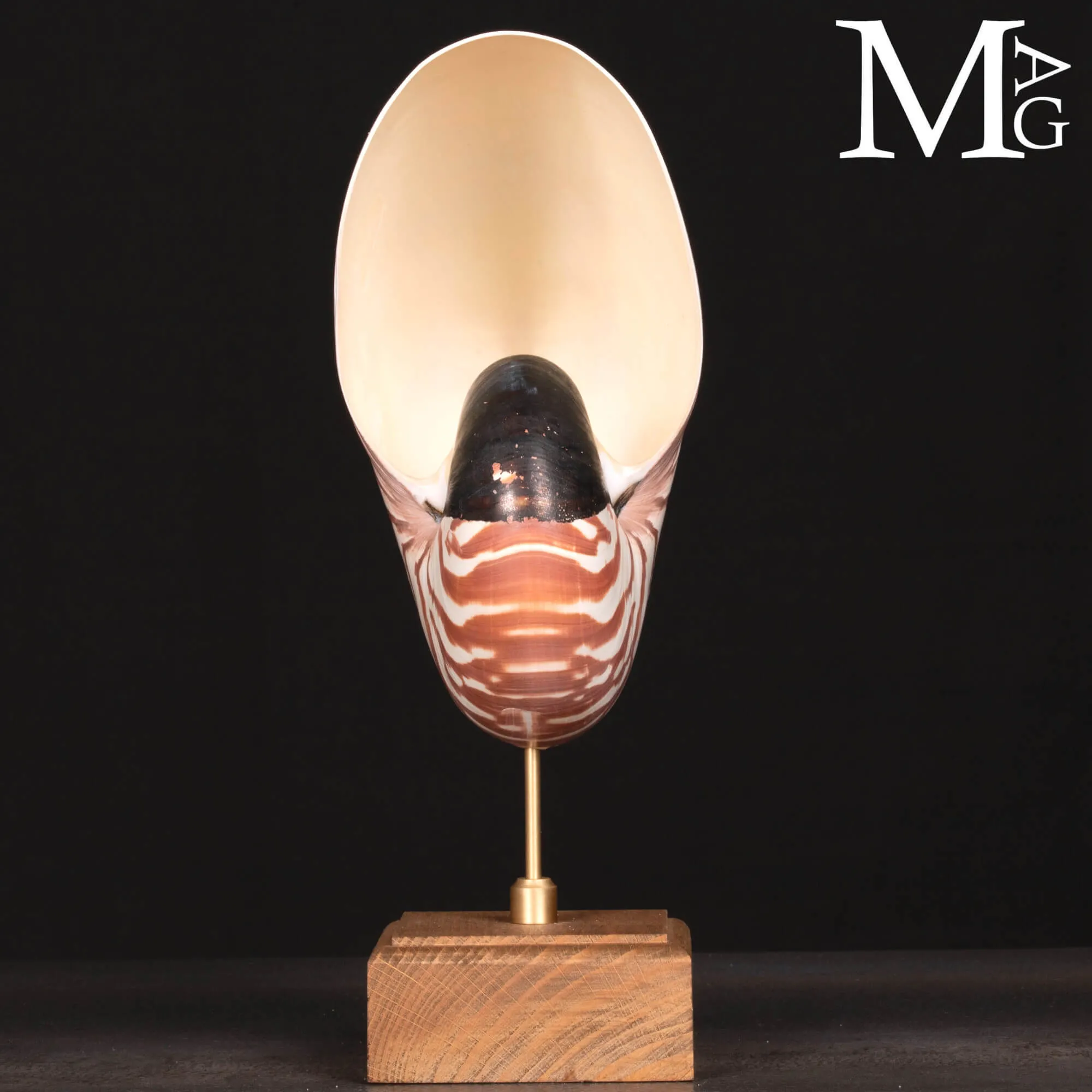 Nautilus Pompilius – Scultura da Wunderkammer