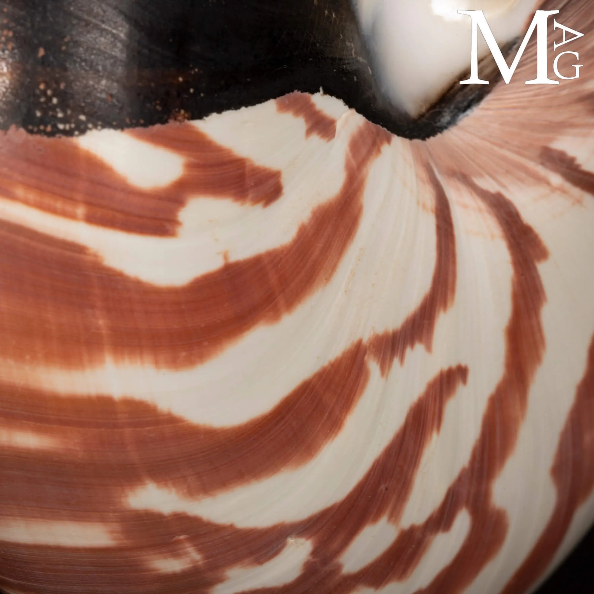 Nautilus Pompilius – Scultura da Wunderkammer