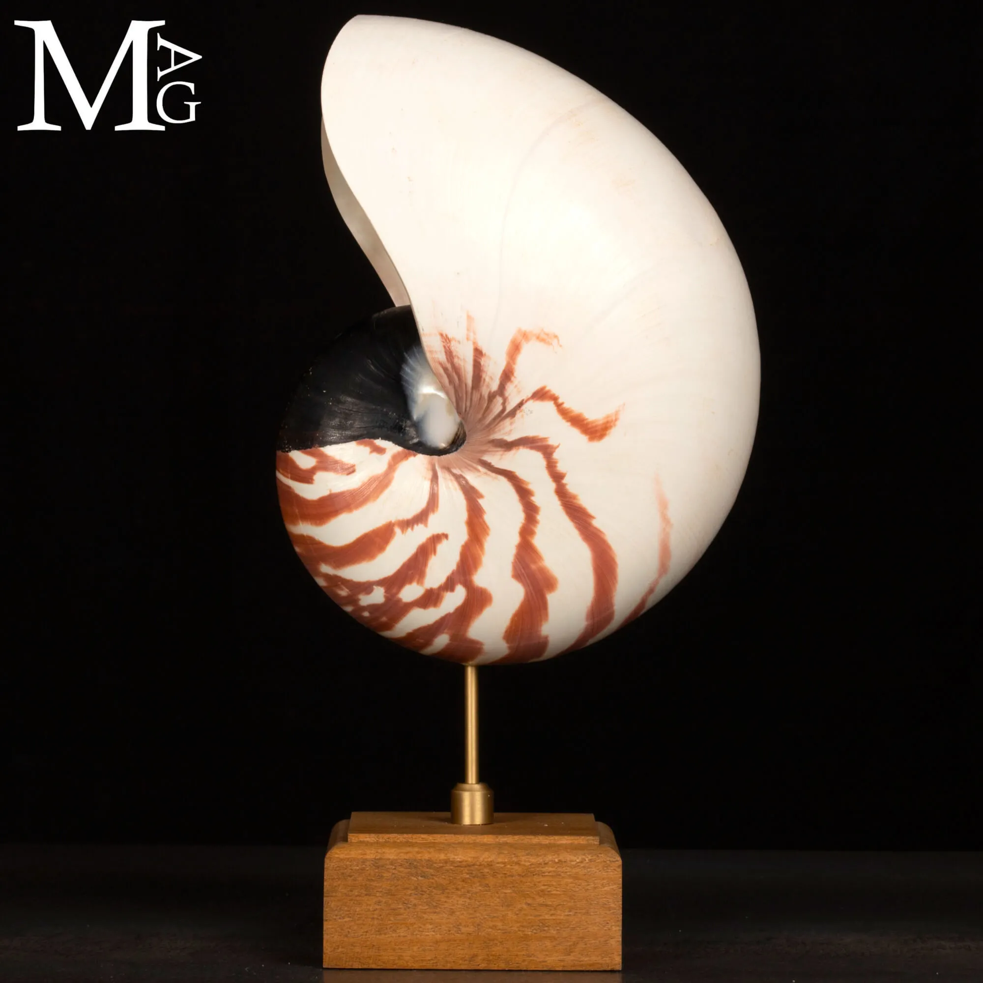 Nautilus Pompilius – Scultura da Wunderkammer