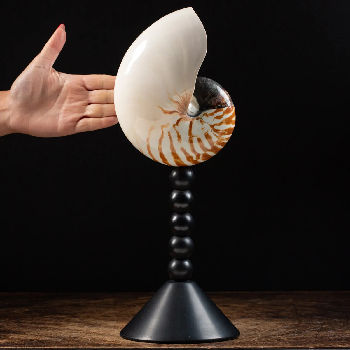 Nautilus Pompilius su Piedistallo