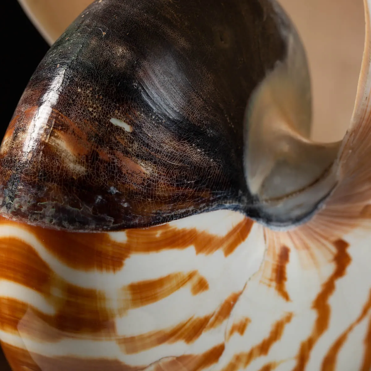 Nautilus Pompilius su Piedistallo