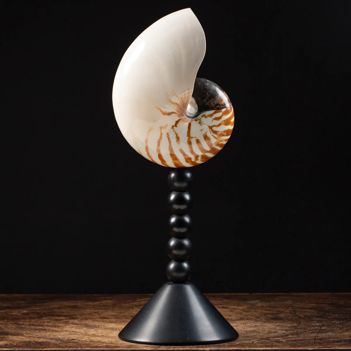Nautilus Pompilius su Piedistallo