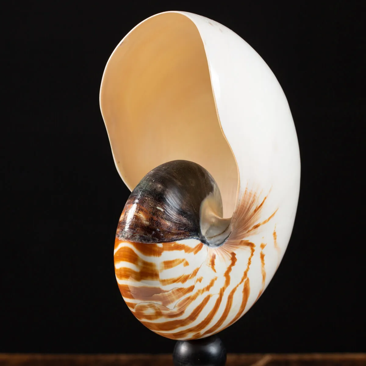 Nautilus Pompilius su Piedistallo
