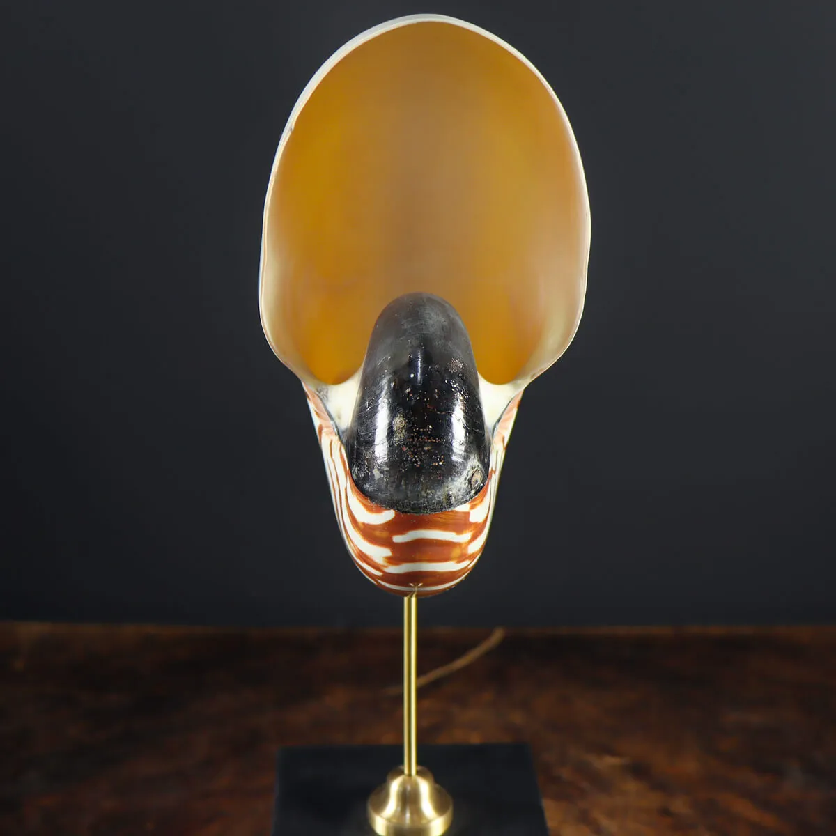 Nautilus Pompilius su Piedistallo