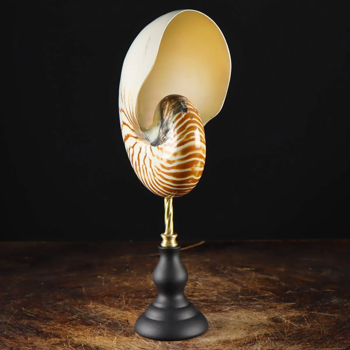 Nautilus Pompilius su Piedistallo