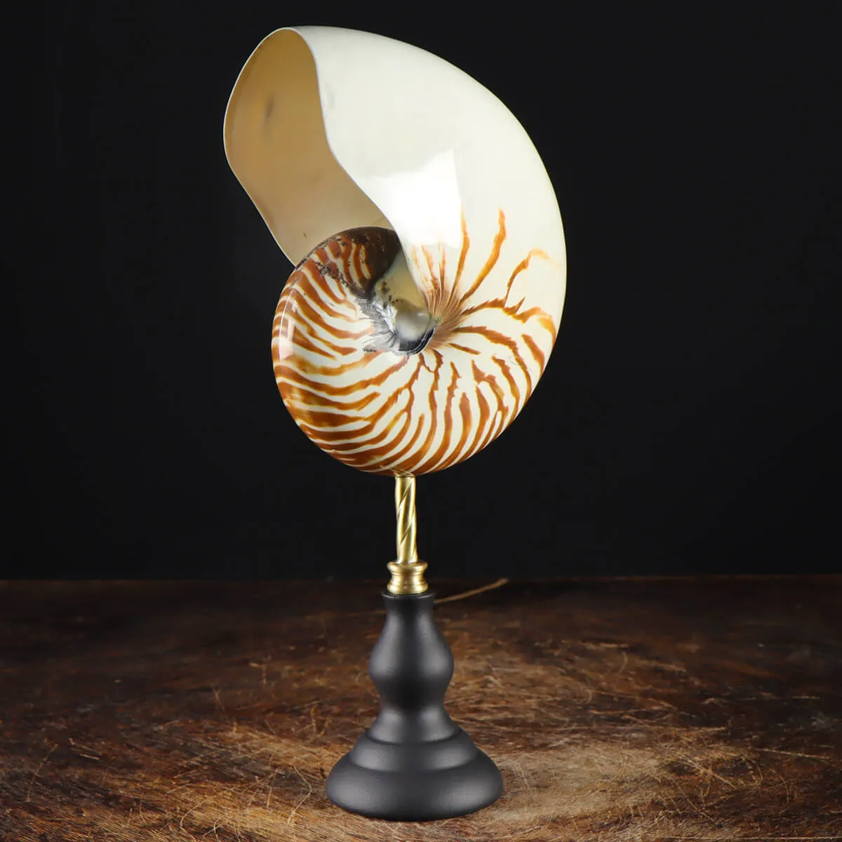 Nautilus Pompilius su Piedistallo