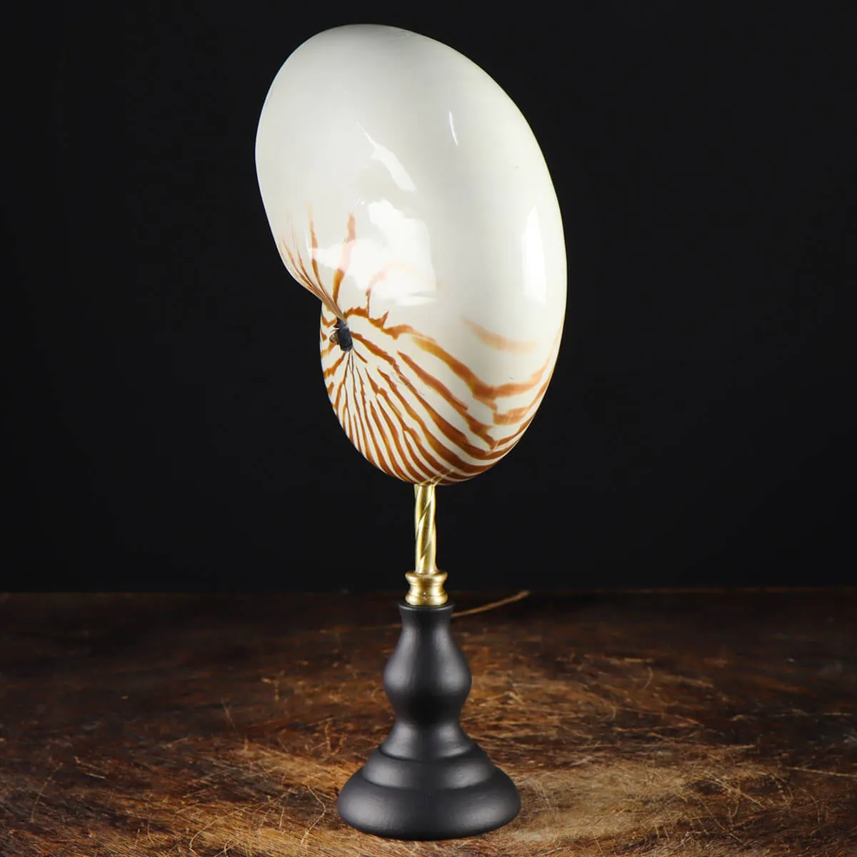 Nautilus Pompilius su Piedistallo