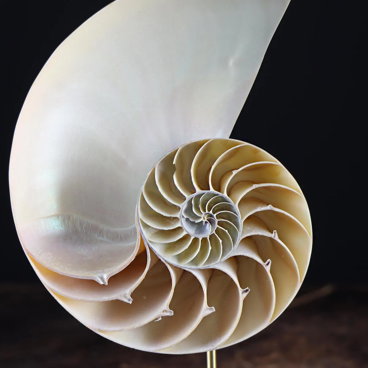 Nautilus Pompilius su Piedistallo