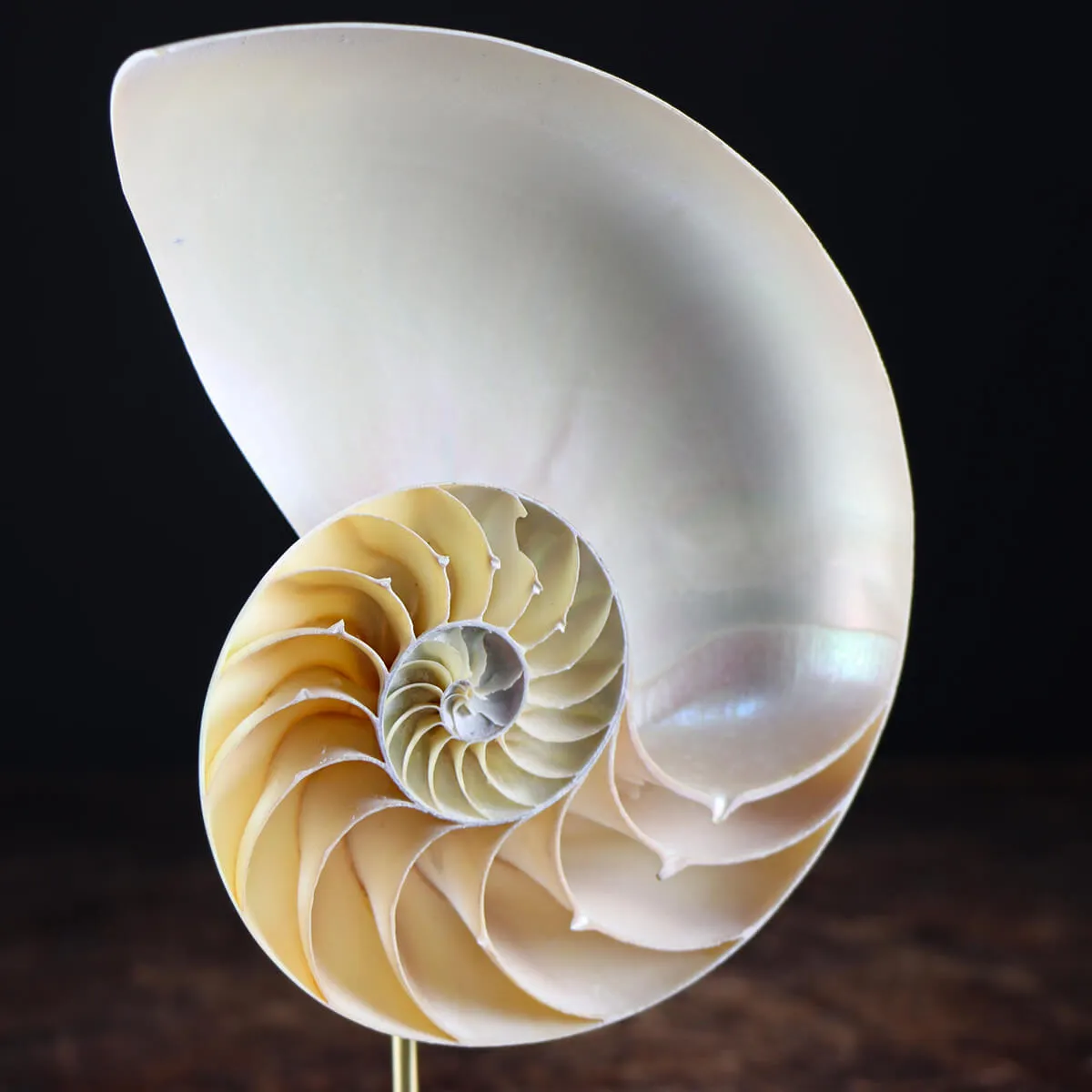 Nautilus Pompilius su Piedistallo