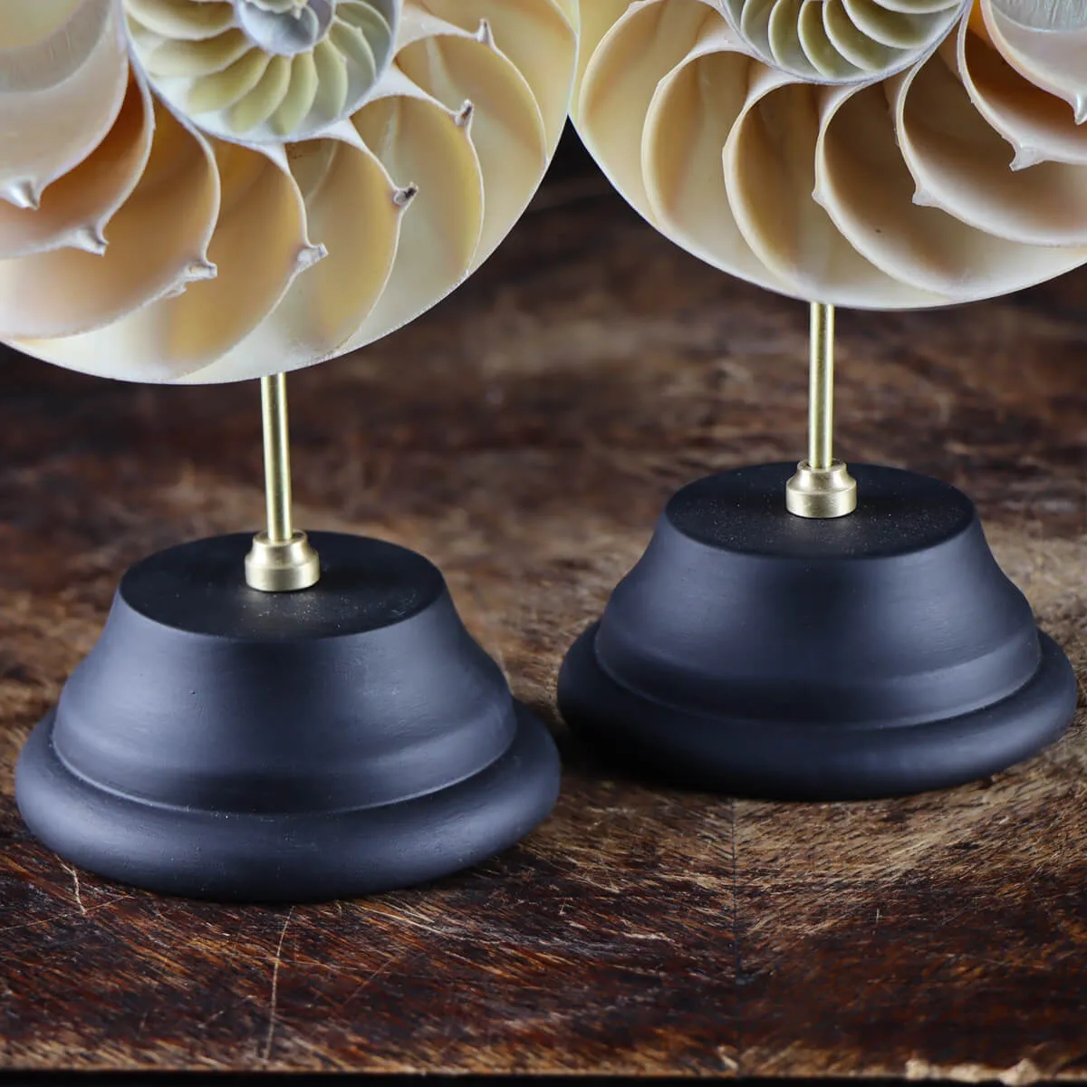 Nautilus Pompilius su Piedistallo