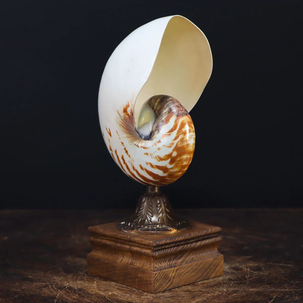 Nautilus Pompilius su Piedistallo