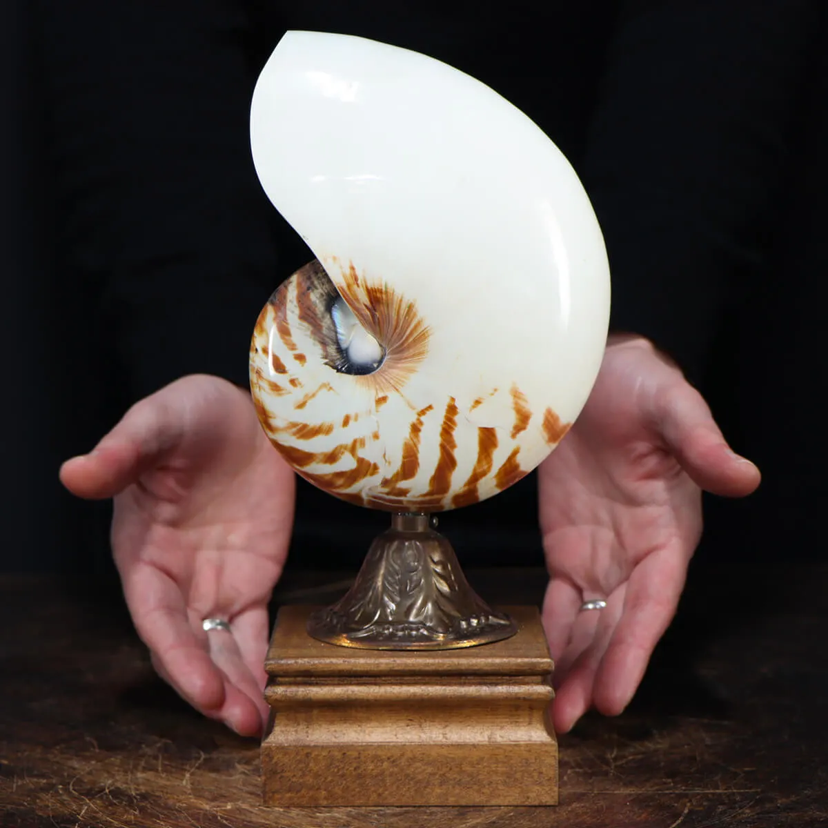 Nautilus Pompilius su Piedistallo