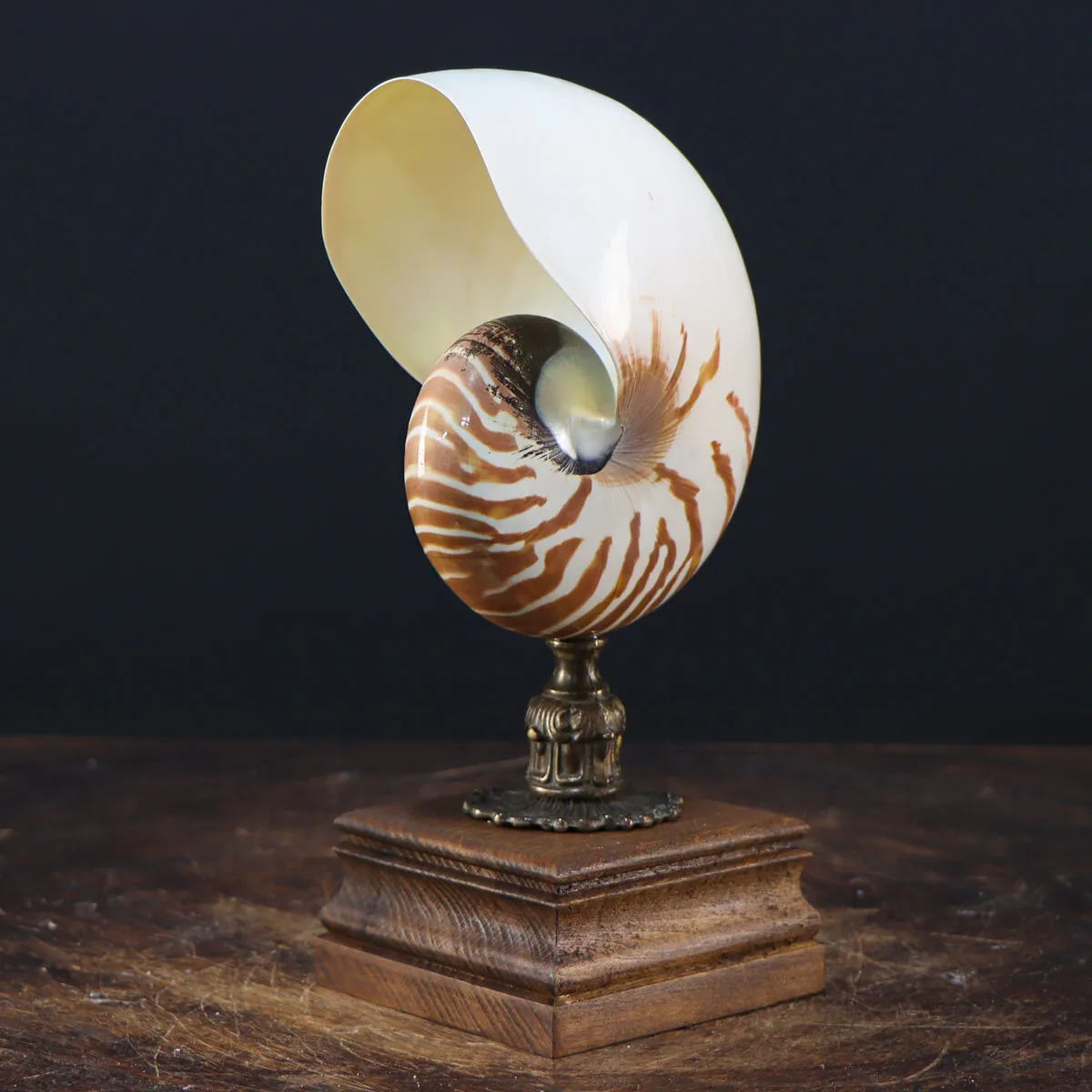 Nautilus Pompilius su Piedistallo