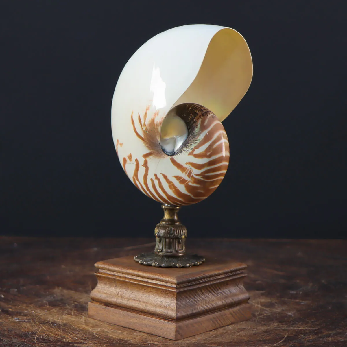 Nautilus Pompilius su Piedistallo