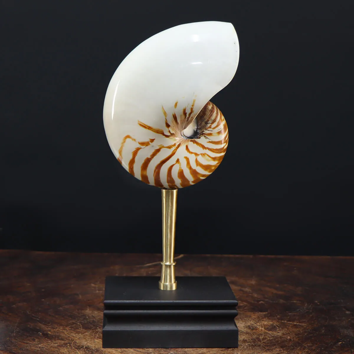 Nautilus Pompilius su Piedistallo