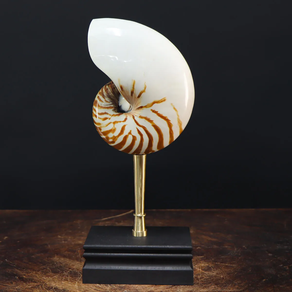 Nautilus Pompilius su Piedistallo