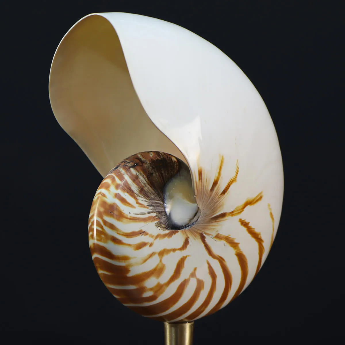 Nautilus Pompilius su Piedistallo