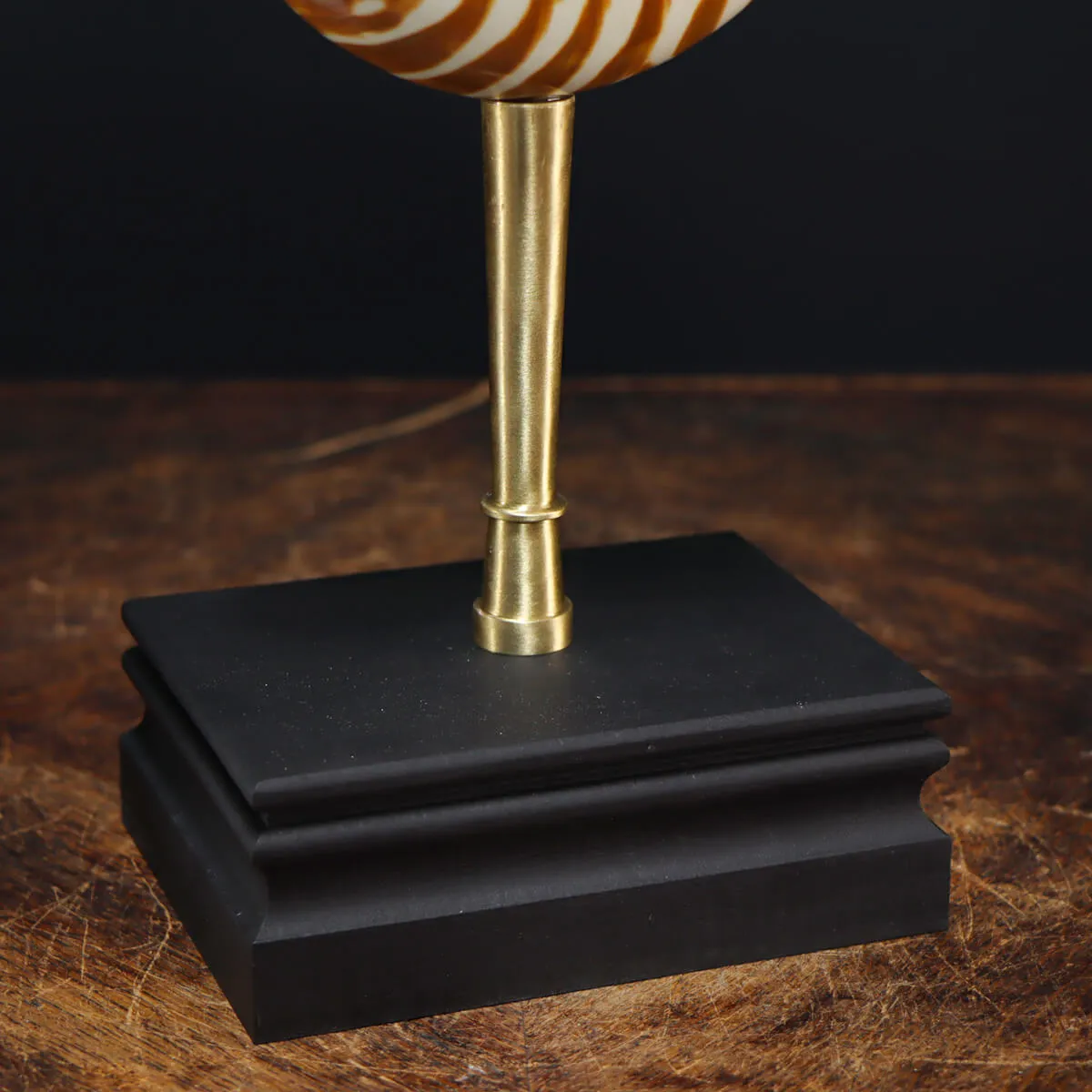 Nautilus Pompilius su Piedistallo
